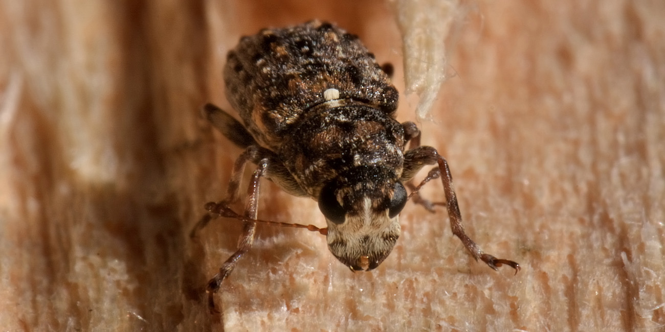 Anthribidae: Dissoleucas niveirostris